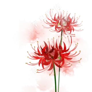 处暑红色彼岸花