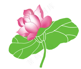 漂亮的红色荷花插图