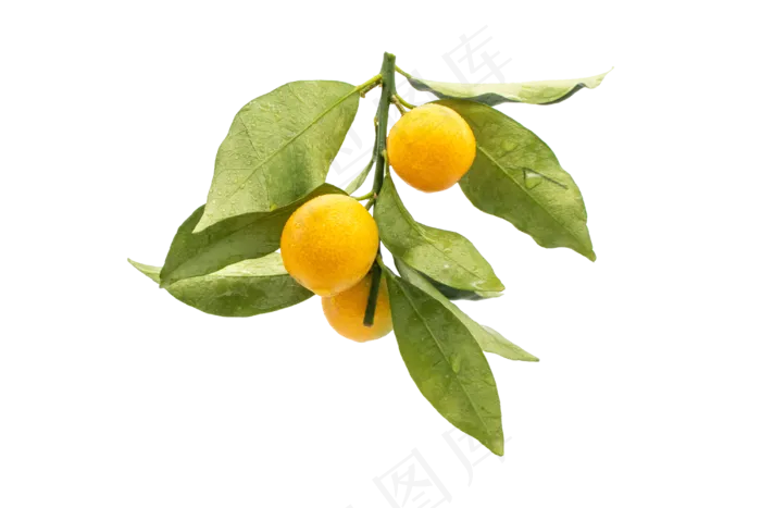 三颗金桔水果(3000*2000px 300 dpi )