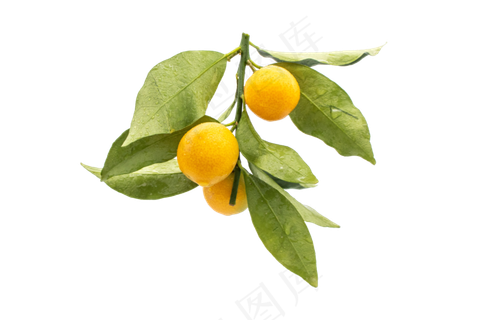 三颗金桔水果