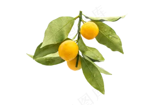 三颗金桔水果