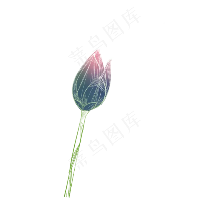 含苞待放的荷花(2000X2000(DPI:300))psd模版下载