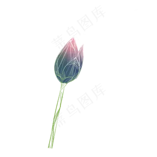 含苞待放的荷花