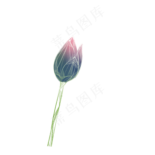 含苞待放的荷花