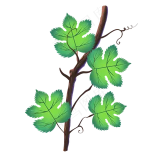 绿色葡萄树藤蔓