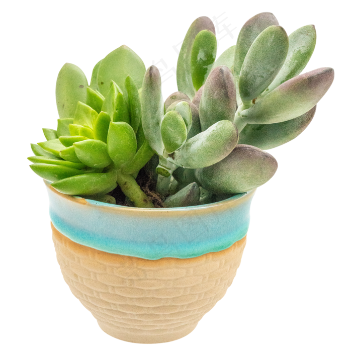 小天狗多肉,免抠元素