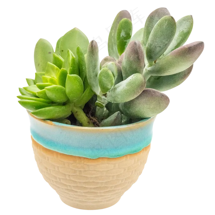 小天狗多肉,免抠元素(2000*2000px 300 dpi )