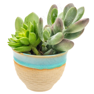 小天狗多肉,免抠元素