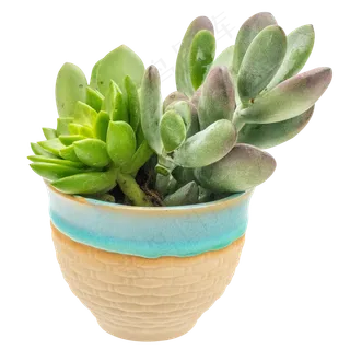 小天狗多肉,免抠元素