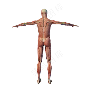 背部肌肉解剖png图,免抠元素