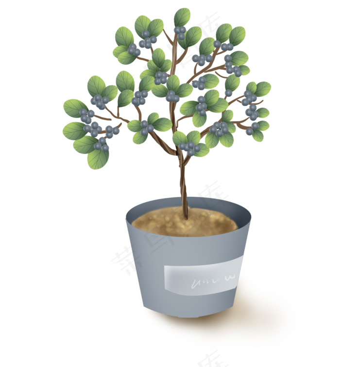蓝莓盆栽种植