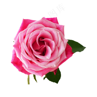 粉红色玫瑰花,免抠元素