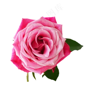 粉红色玫瑰花,免抠元素