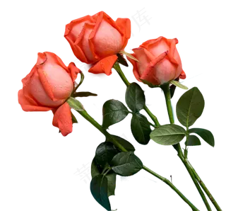 七夕玫瑰花,免抠元素