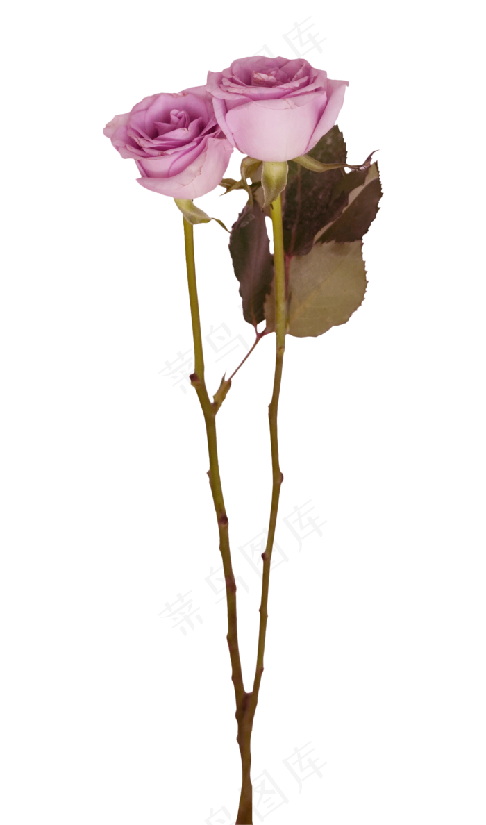 两枝玫瑰花(2000X2500)