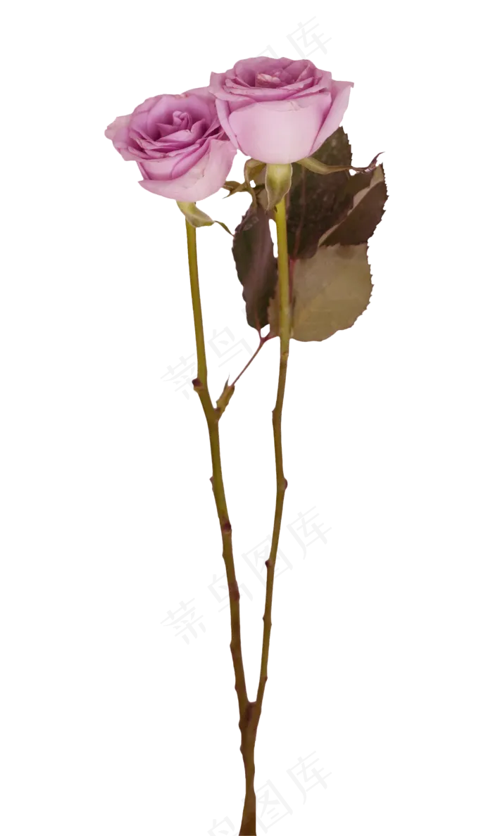两枝玫瑰花(2000X2500)