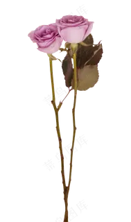 两枝玫瑰花
