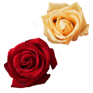 鲜花玫瑰 鲜花玫瑰