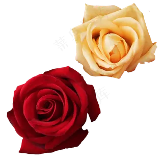 鲜花玫瑰 鲜花玫瑰