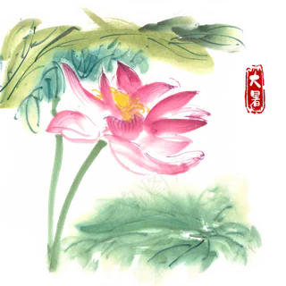 大暑鲜艳的荷花