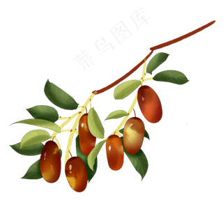 中国风枣子手绘果实