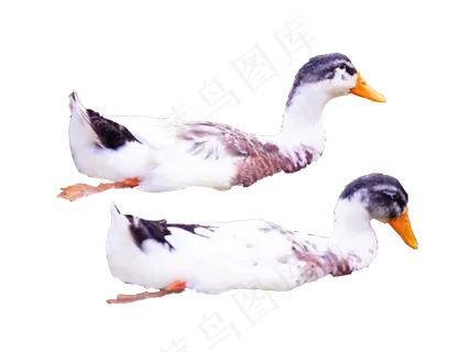 家禽动物鸭子,免抠元素