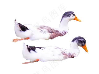 家禽动物鸭子,免抠元素