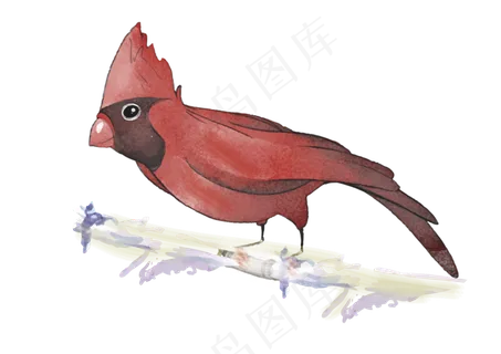 水彩可爱观赏鸟类,免抠元素