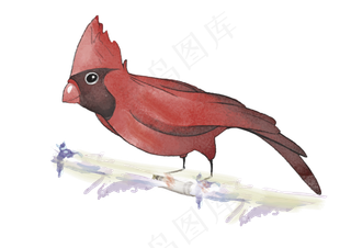 水彩可爱观赏鸟类,免抠元素