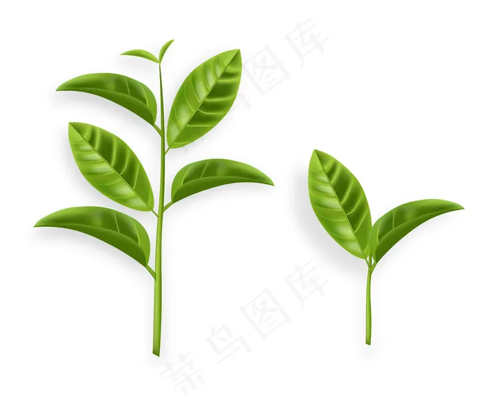 在白人插图上孤立的绿茶叶矢量逼真eps,ai矢量模版下载