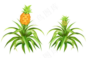 有果实和叶子的菠萝树
