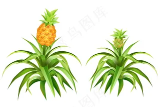 有果实和叶子的菠萝树