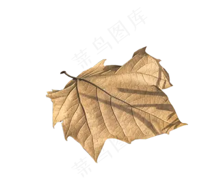 枫叶秋天秋季立秋落叶