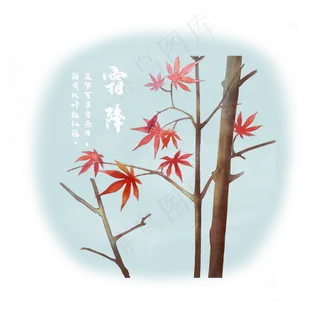 时节节气立冬红色枫叶