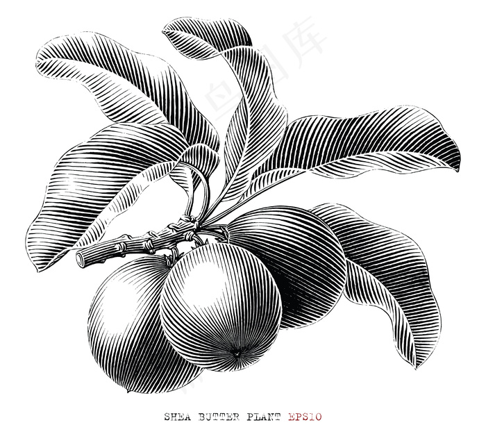 乳木果油分支手绘复古雕刻风格黑白剪贴画在白色背景下隔离eps,ai矢量模版下载