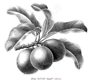 乳木果油分支手绘复古雕刻风格黑白剪贴画在白色背景下隔离