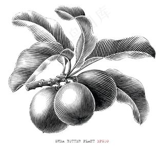 乳木果油分支手绘复古雕刻风格黑白剪贴画在白色背景下隔离