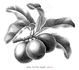 乳木果油分支手绘复古雕刻风格黑白剪贴画在白色背景下隔离