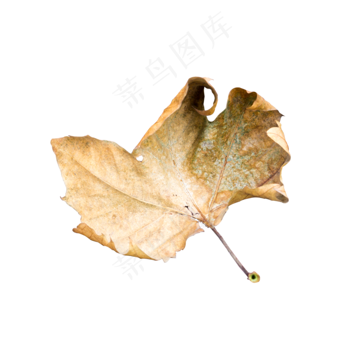 实拍秋天枯萎落叶叶子