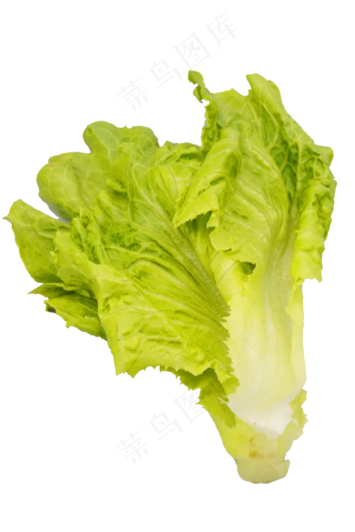 绿色蔬菜生菜(2000*3000px 300 dpi )
