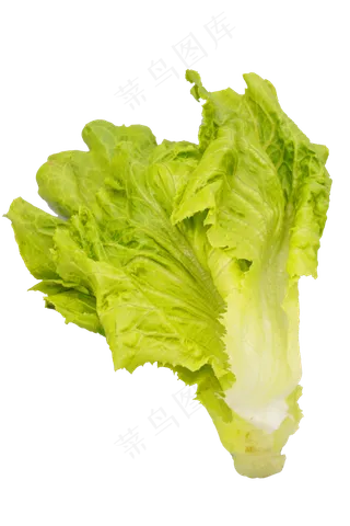绿色蔬菜生菜