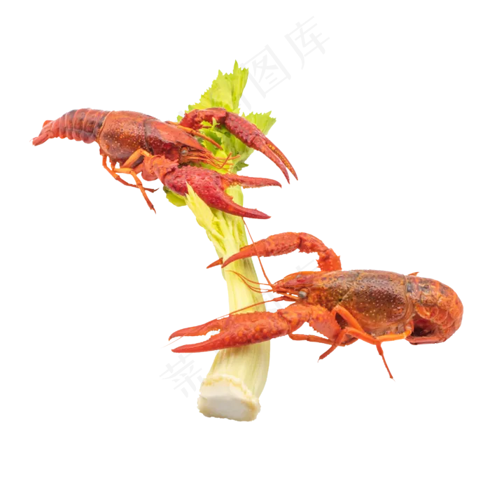 一颗芹菜和龙虾(3000*3000px 300 dpi )