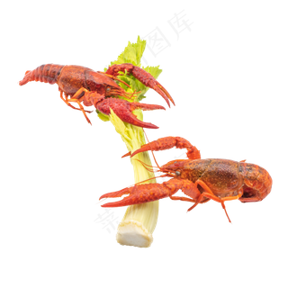 一颗芹菜和龙虾