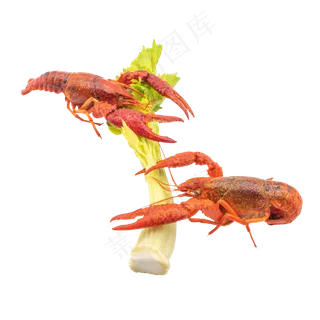 一颗芹菜和龙虾