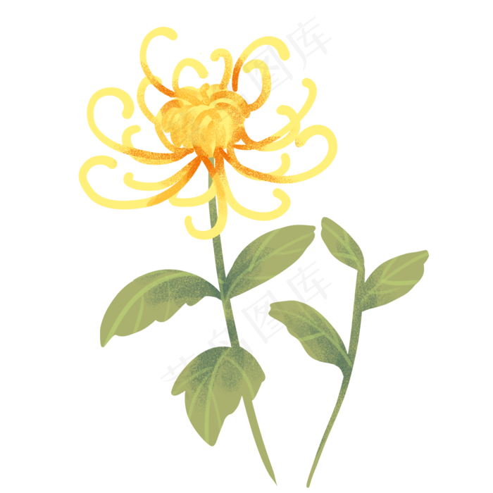 重阳节菊花花枝(2000X2000(DPI:300))psd模版下载
