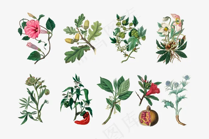 植物插图集eps,ai矢量模版下载