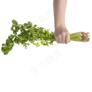 绿色一大把芹菜蔬菜实拍