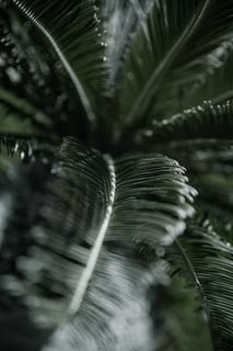 棕榈树的热带树枝与纹理的叶子。炎热气候下的植被概念。 棕榈树的热带树枝与纹理的叶子。炎热气候下的植被概念。