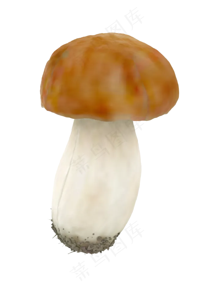 蘑菇菌类蔬菜(1266X1668)