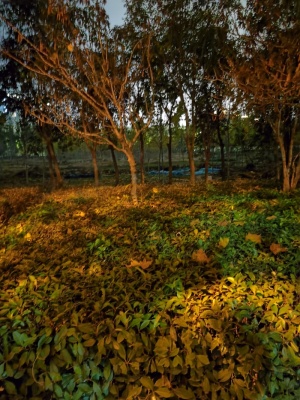 树林夜景美图